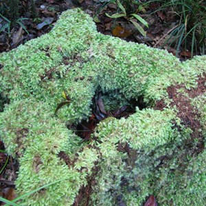 Mossman Gorge