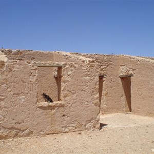Cacoory