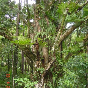 Central Forest Station