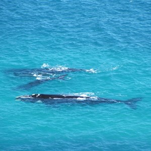 Head Of Great Australian Bight