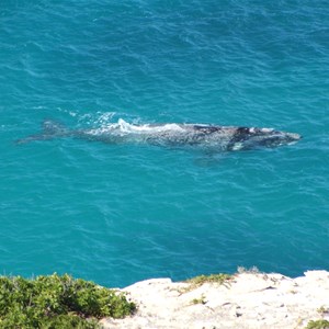 Head Of Great Australian Bight