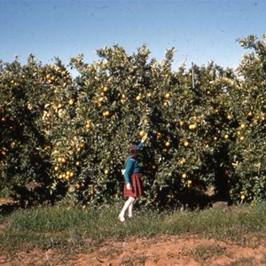 Sunlands Irrigation Area