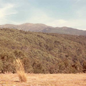 Bogong