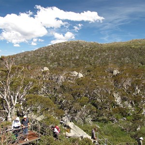 Snow Gums boardwalk