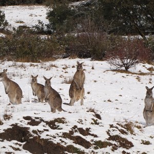 Eastern greys