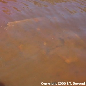 CSR Well 35 (Kinyu)