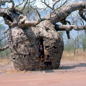 Prison Boab Tree