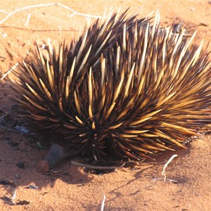 A spiny little fellow - the Echidna