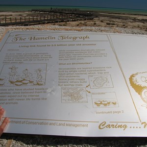 Hamelin Pool