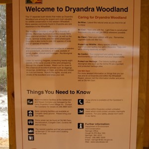 Dryandra