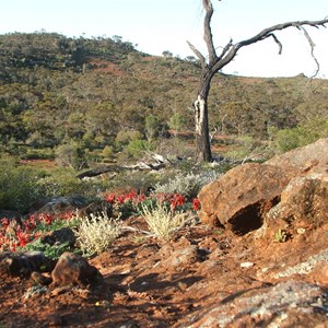 Mount Malcolm