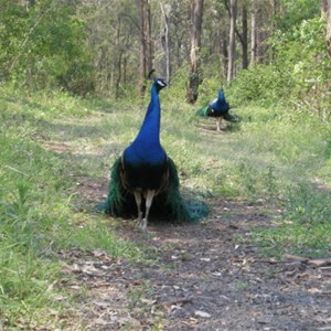 Main Range National Park