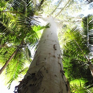 Bruxner Park Flora Reserve