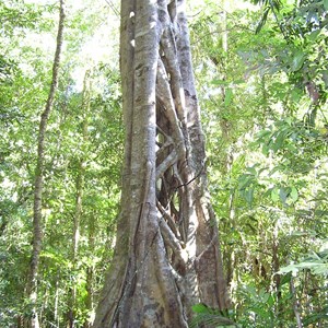 Bruxner Park Flora Reserve