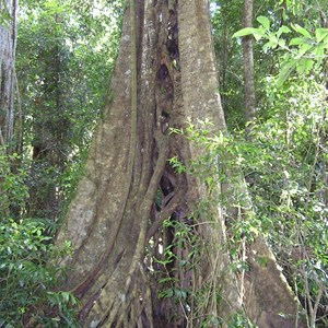 Bruxner Park Flora Reserve