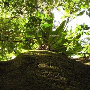 Bruxner Park Flora Reserve