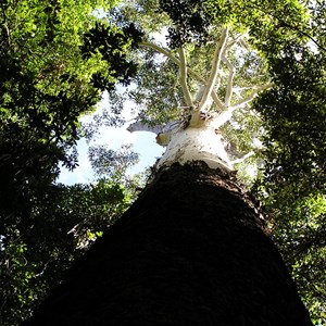 Bruxner Park Flora Reserve