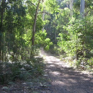 Belanglo State Forest