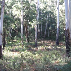 Belanglo State Forest