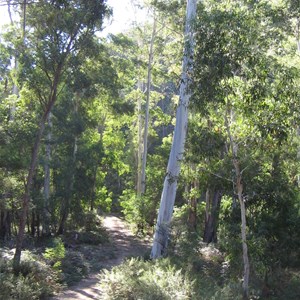 Belanglo State Forest