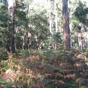 Belanglo State Forest