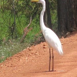 Fogg Dam Conservation Reserve