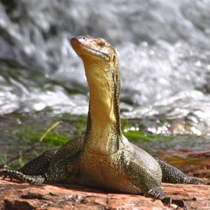 Water monitor at Buley Rockhole