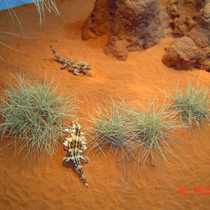 Alice Springs Desert Park