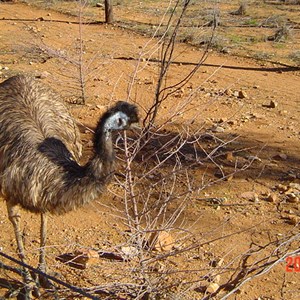 Alice Springs Desert Park