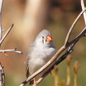 Zebra finch