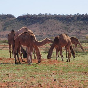 Henbury Meteorites Conservation Reserve