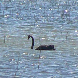 Lake Murphy Conservation Park