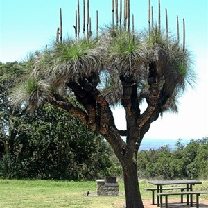 Bunya Mountains National Park