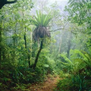 Lamington National Park