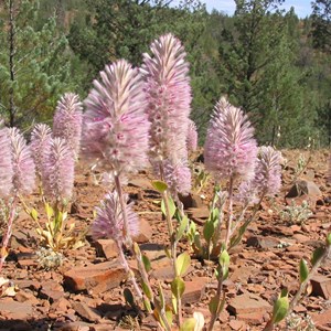 Flinders Ranges National Park