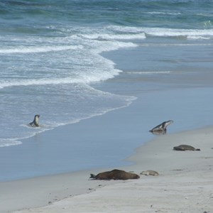 Seal Bay Conservation Park