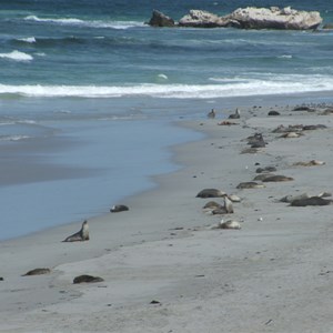 Seal Bay Conservation Park