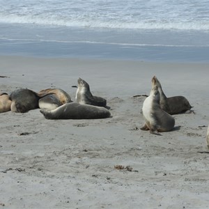 Seal Bay Conservation Park