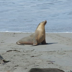 Seal Bay Conservation Park