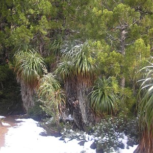 Mount Field National Park