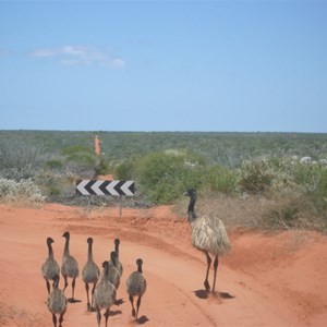 Francois Peron National Park