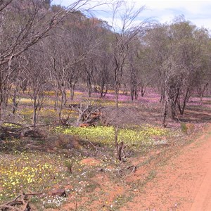 Coalseam Conservation Park