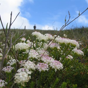 Beekeepers Nature Reserve