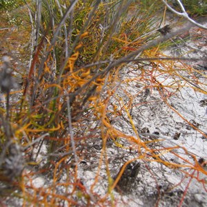 Beekeepers Nature Reserve