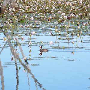 Lake Nuga Nuga