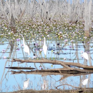 Lake Nuga Nuga