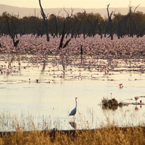 Lake Nuga Nuga