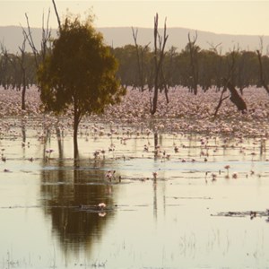 Lake Nuga Nuga