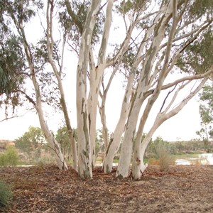 Cullyamurra Waterhole