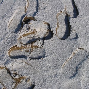 Reversed footprints in salt crystals.